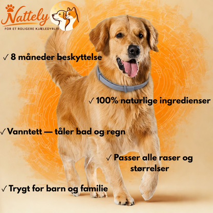 Flåttkrage – en tryggere sommer for hunden din