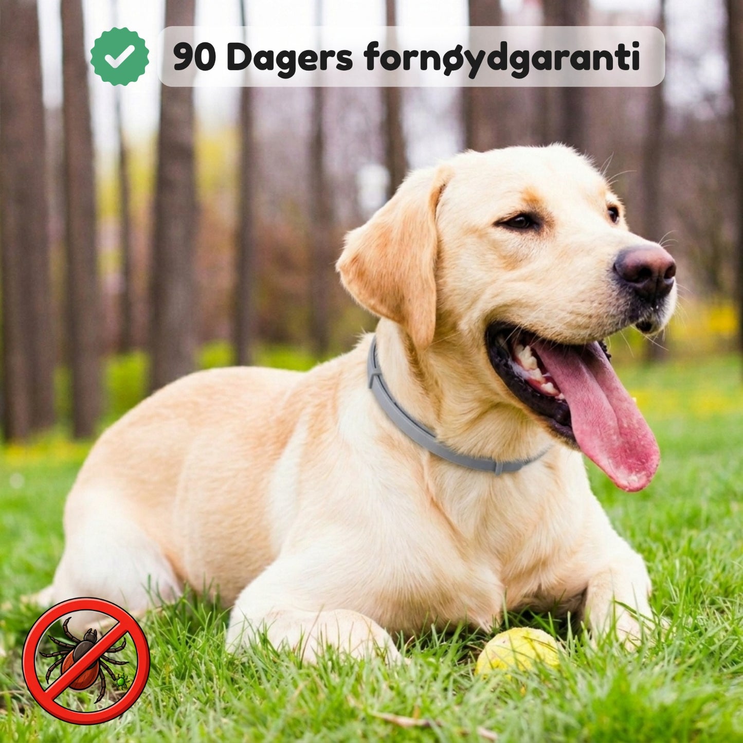 Flåttkrage – en tryggere sommer for hunden din
